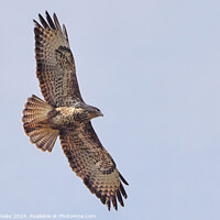 Buy canvas prints of Common Buzzard in Flight by Terry Brooks