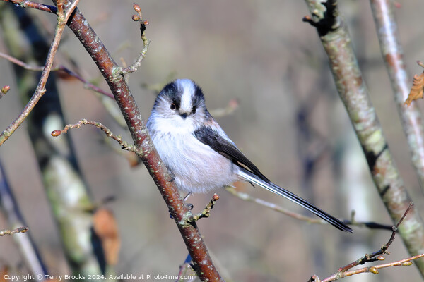 Long Tailed Tit Perched in a Tree Picture Board by Terry Brooks