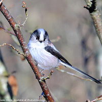 Buy canvas prints of Long Tailed Tit Perched in a Tree by Terry Brooks