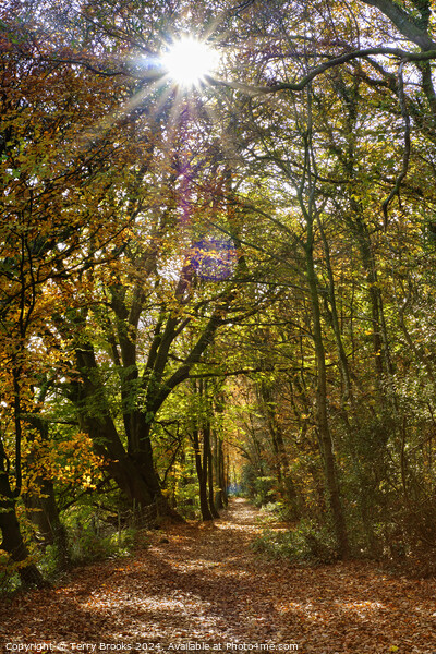 Sunburst through the Autumn Trees in Skewen Picture Board by Terry Brooks