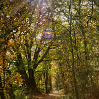 Buy canvas prints of Sunburst through the Autumn Trees in Skewen by Terry Brooks