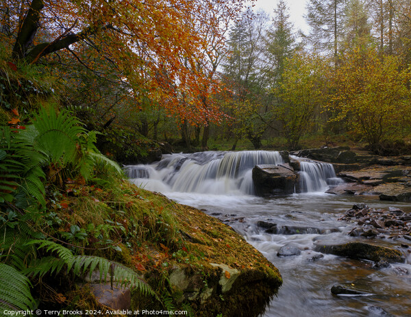 Autumn Waterfall Pont Cwmfedwen, Wales Picture Board by Terry Brooks