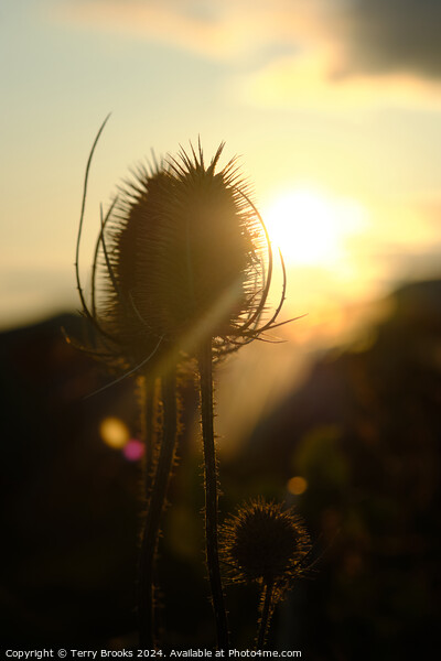 Teasel Silhouette in the Sun Picture Board by Terry Brooks