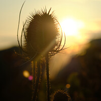 Buy canvas prints of Teasel Silhouette in the Sun by Terry Brooks