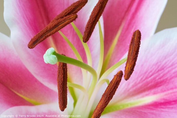 Pink and White Lily Close Up Picture Board by Terry Brooks