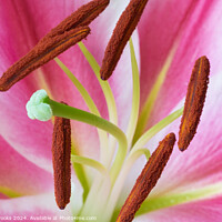 Buy canvas prints of Pink and White Lily Close Up by Terry Brooks