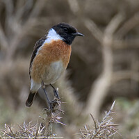 Buy canvas prints of Stonechat Perched by Terry Brooks