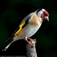 Buy canvas prints of Goldfinch Perched on a Branch by Terry Brooks