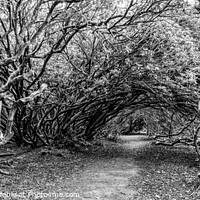 Buy canvas prints of Haunted Wood of Rhododendron Black and White by Terry Brooks
