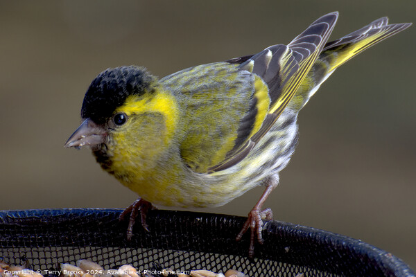 Beautiful, Pretty Siskin Picture Board by Terry Brooks