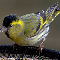 Buy canvas prints of Beautiful, Pretty Siskin by Terry Brooks