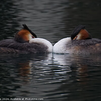 Buy canvas prints of Great Crested Grebe Pair by Terry Brooks