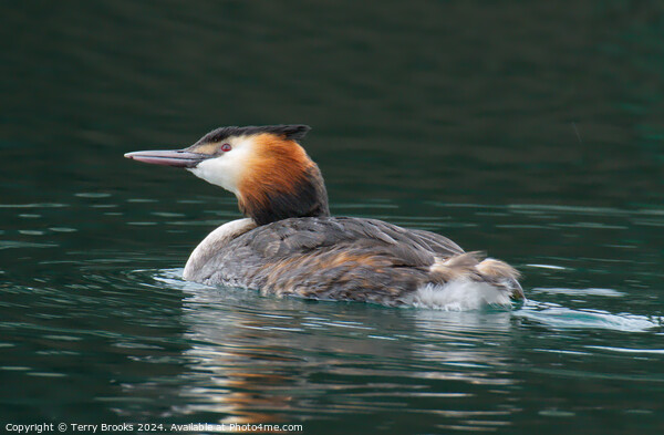 Great Crested Grebe Picture Board by Terry Brooks
