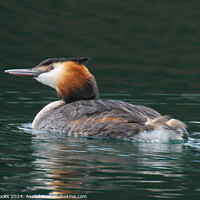 Buy canvas prints of Great Crested Grebe by Terry Brooks