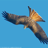Buy canvas prints of Red Kite Huntin in a Stoop Dive by Terry Brooks