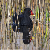 Buy canvas prints of Moorhen in the reeds with reflection in the water by Terry Brooks