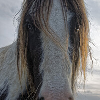 Buy canvas prints of Wild Welsh Mountain Pony by Terry Brooks
