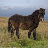Buy canvas prints of Wild Welsh Mountain Pony by Terry Brooks