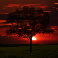 Buy canvas prints of Sunset behind a Lone Tree by Terry Brooks