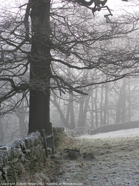 January frost in Haworth, West Yorkshire, England.  Picture Board by Ruth Parker