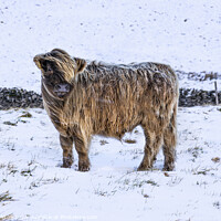 Buy canvas prints of Highland Cow by Matt Jackson