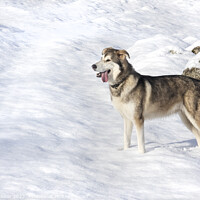 Buy canvas prints of A dog that is standing in the snow by Matt Jackson