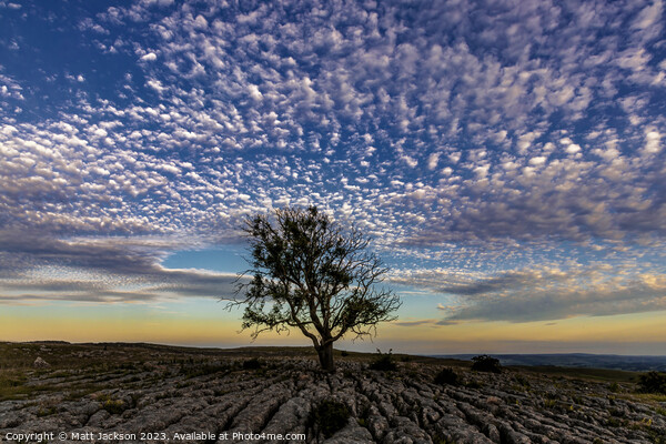 Lone Tree at Dusk Picture Board by Matt Jackson