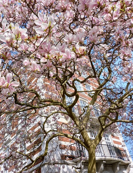 The enchanting Magnolia Tree of St John's Wood Picture Board by Peter Lewis
