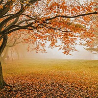 Buy canvas prints of Autumn in Locke Park, Barnsley by Peter Lewis