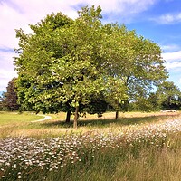 Buy canvas prints of Summer Bliss at Cannon Hall by Peter Lewis