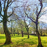 Buy canvas prints of Perspective of trees and shadows by Peter Lewis