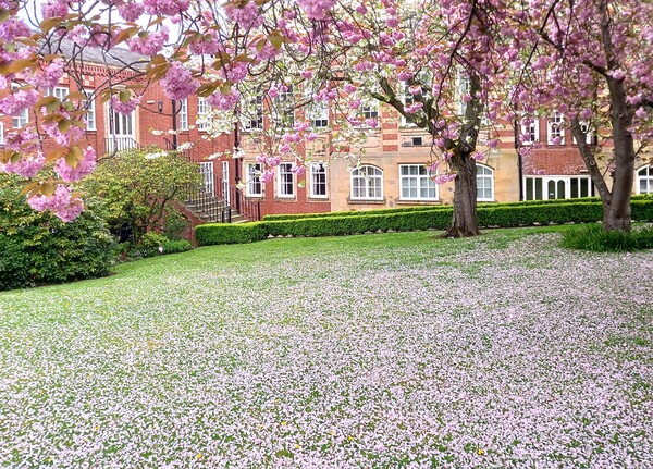The enchanting cherry blossom of Barnsley  Picture Board by Peter Lewis
