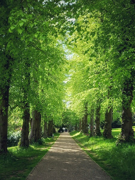 Majestic avenue of beech trees Picture Board by Peter Lewis
