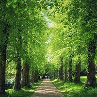Buy canvas prints of Majestic avenue of beech trees by Peter Lewis