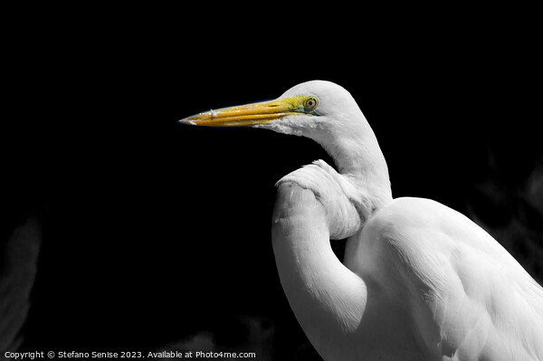  Great Egret Standing in the Dark - Ardea alba Picture Board by Stefano Senise