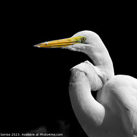 Buy canvas prints of  Great Egret Standing in the Dark - Ardea alba by Stefano Senise