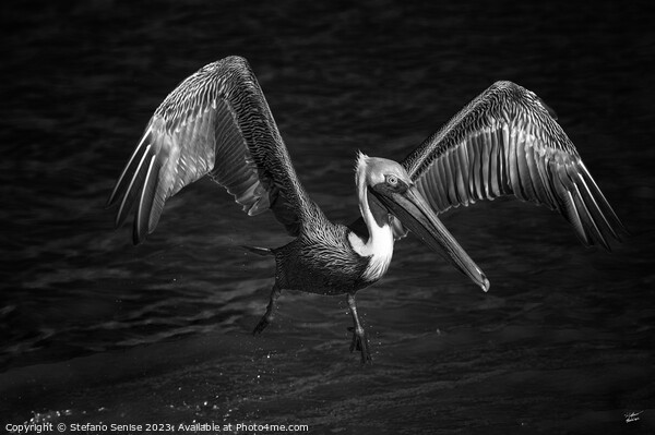 Lone Pelican in flight - black and white Picture Board by Stefano Senise