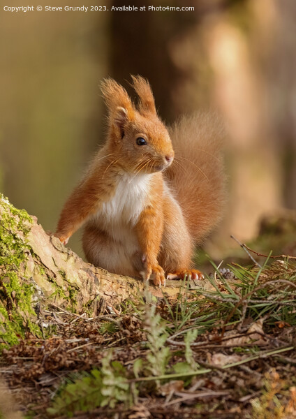 Red Squirrel Picture Board by Steve Grundy