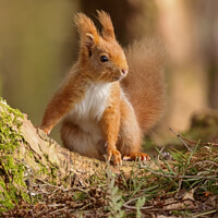 Buy canvas prints of Red Squirrel by Steve Grundy