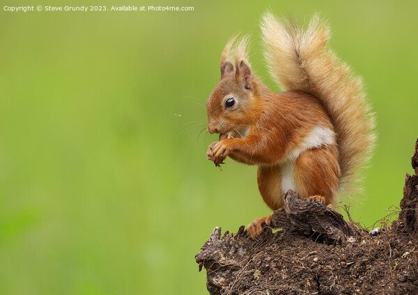 Autumns Delight Red Squirrel Nibbling Chestnut Picture Board by Steve Grundy
