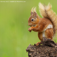 Buy canvas prints of Autumns Delight Red Squirrel Nibbling Chestnut by Steve Grundy
