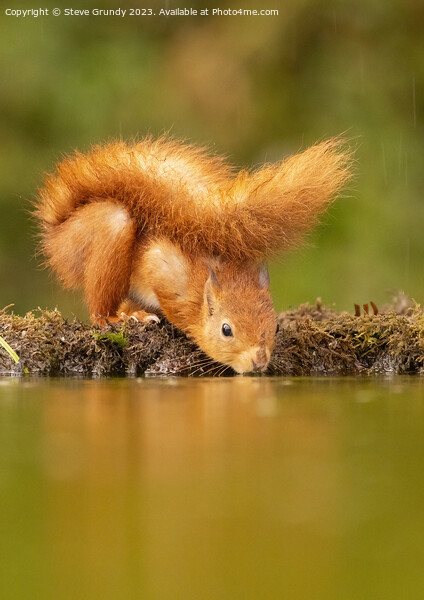 The Reflective Red Squirrel Picture Board by Steve Grundy