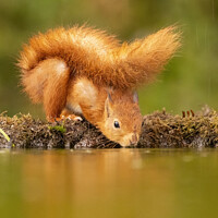 Buy canvas prints of The Reflective Red Squirrel by Steve Grundy