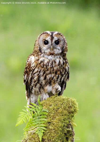 Daylight Tawny Owl Hunting Picture Board by Steve Grundy