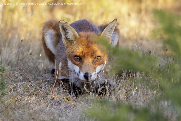 Stealthy Heathland Fox Picture Board by Steve Grundy