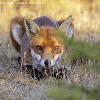 Buy canvas prints of Stealthy Heathland Fox by Steve Grundy