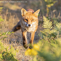 Buy canvas prints of Mesmerizing Rural Red Fox by Steve Grundy