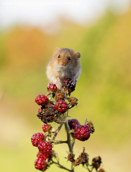 Tiny Harvest Mouse Picture Board by Steve Grundy