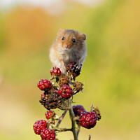 Buy canvas prints of Tiny Harvest Mouse by Steve Grundy