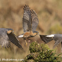 Buy canvas prints of Majestic Flight of the Sparrowhawk by Steve Grundy
